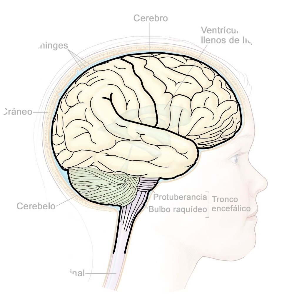 Pruebas de isotipos para Neuroción - Fabri Velázquez